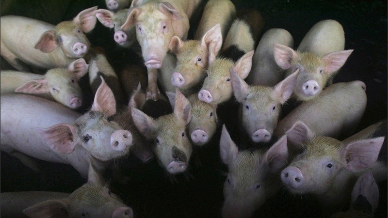 El virus de la cepa G4 aumentó en cerdos desde el 2016.