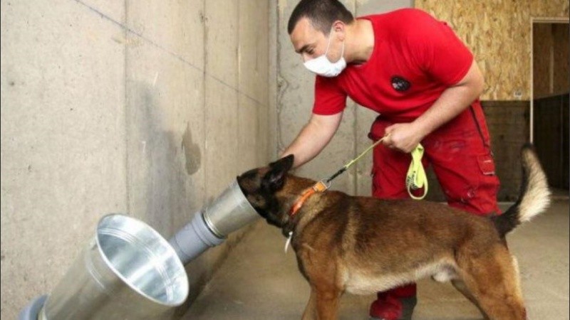 El entrenamiento de los perros se realiza en la Facultad de Veterinaria y se basa en una exitosa experiencia efectuada en Francia. 
