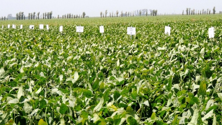 La soja tardía y el sorgo cerraron ciclo en el centro norte santafesino ...