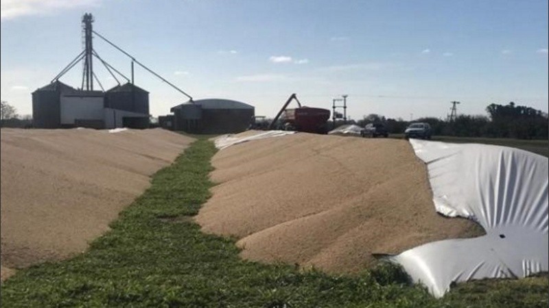El proyecto de Massa busca sancionar a quienes dañan las cosechas.