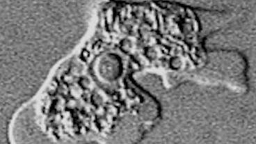 Estos organismos prosperan y se multiplican más rápido en ambientes cálidos.