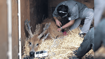 Especialistas asistieron al animal estos tres meses.