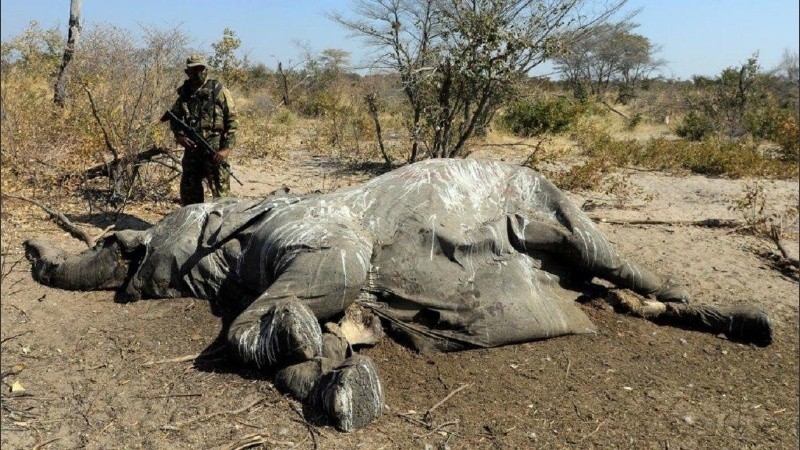 Uno de los cadáveres de elefantes en Botsuana.