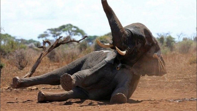 Preocupa la muerte inexplicable de tantos elefantes. 