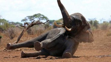 Preocupa la muerte inexplicable de tantos elefantes.