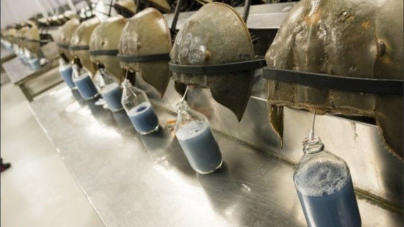 Cada año cientos de miles de ejemplares son atrapados.