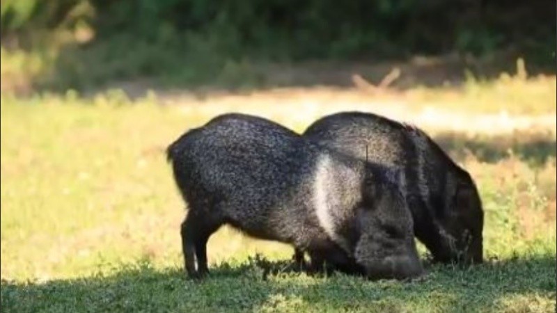 Fueron ubicados en la reserva Yerbalito.