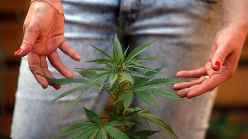 Se permitirá el cultivo en los hogares aunque no se especificó todavía cantidad de plantas.