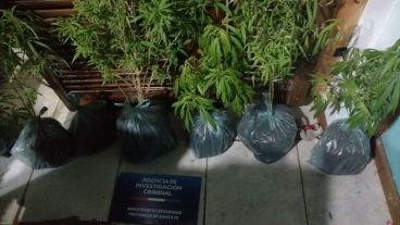 Las plantas secuestradas en la casa de zona sur.