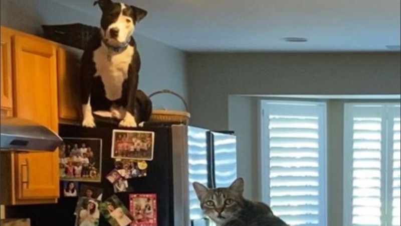 El perro se convirtió en todo un 