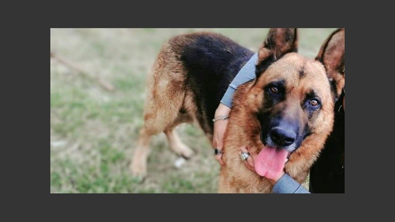 Iker, el manto negro que busca una familia en forma desesperada. 