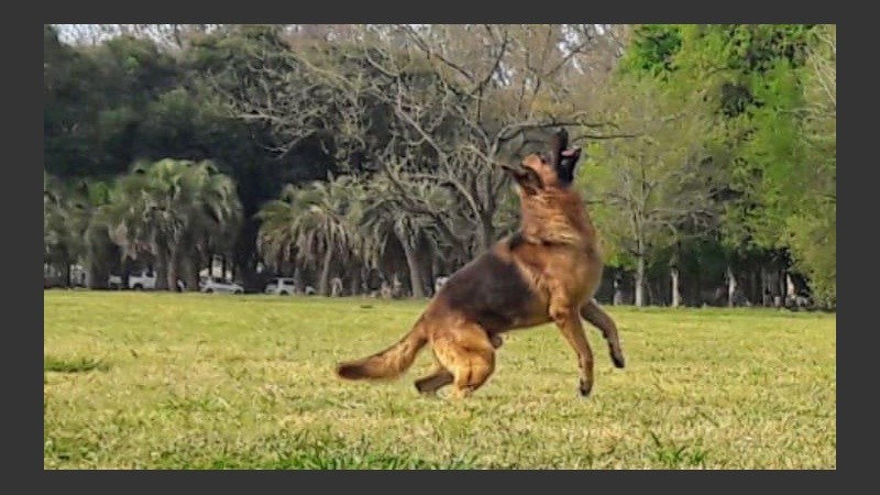 Iker, el manto negro que busca una familia en forma desesperada. 