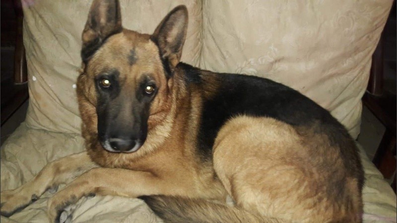 Iker, el manto negro que busca una familia en forma desesperada. 