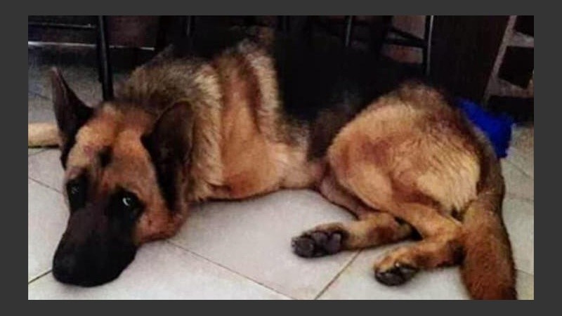 Iker, el manto negro que busca una familia en forma desesperada. 