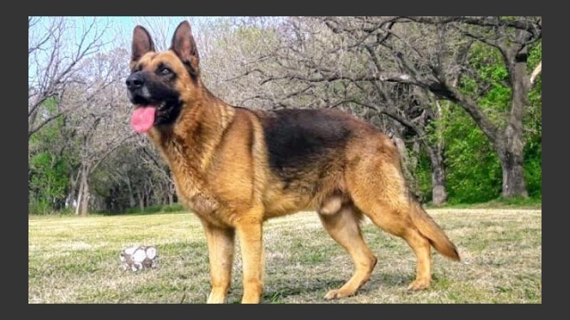 Iker, el manto negro que busca una familia en forma desesperada. 