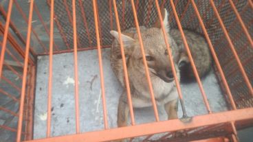 El zorro hallado en la zona noroeste de Rosario.