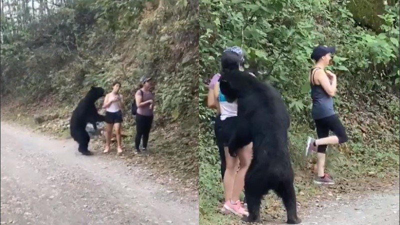 El oso se acerca a una de las chicas, la huele y se le tira encima. 