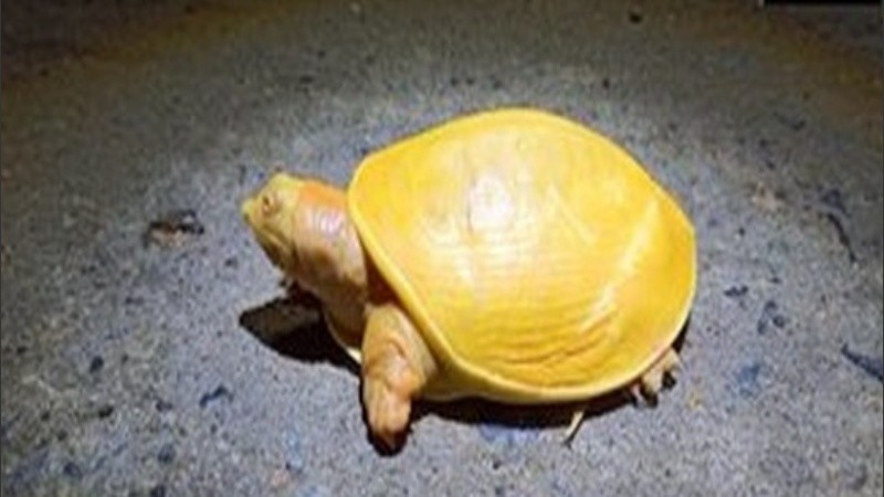 En India son una especie en peligro de extinción y están protegidas ante la ley.