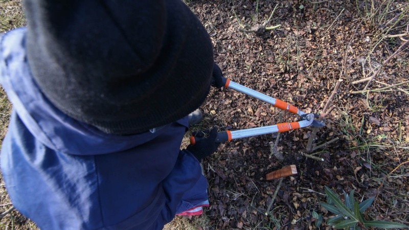 Los trabajos de poda en el Rosedal arrancaron esta semana. 