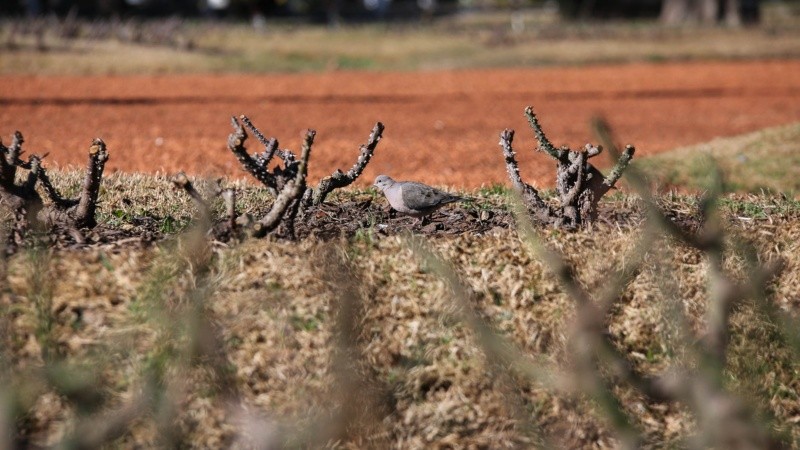 Los trabajos de poda en el Rosedal arrancaron esta semana. 