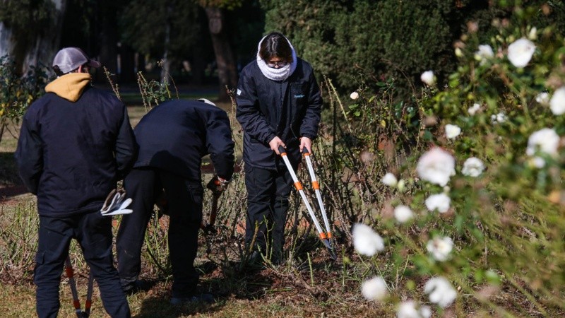 Los trabajos de poda en el Rosedal arrancaron esta semana. 