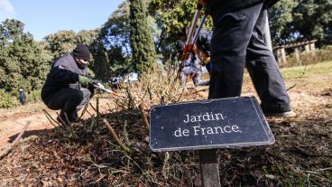 Los trabajos de poda en el Rosedal arrancaron esta semana.