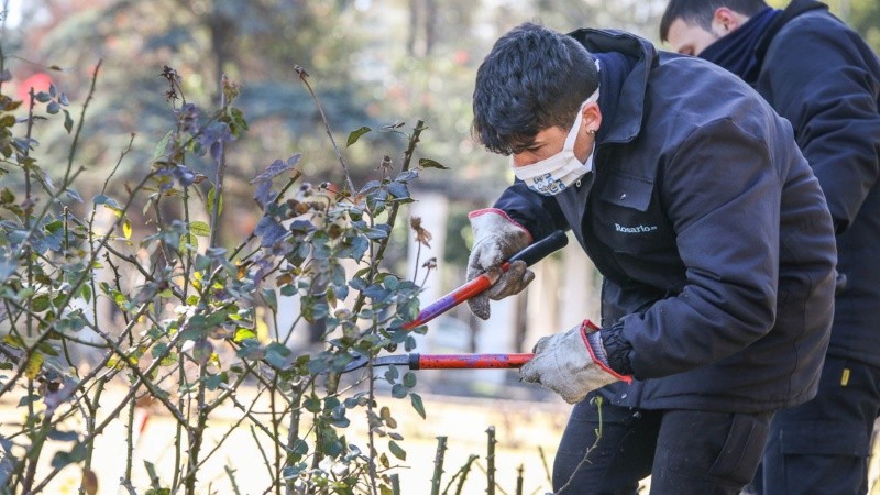 Los trabajos de poda en el Rosedal arrancaron esta semana. 