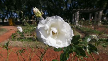 Los trabajos de poda en el Rosedal arrancaron esta semana.