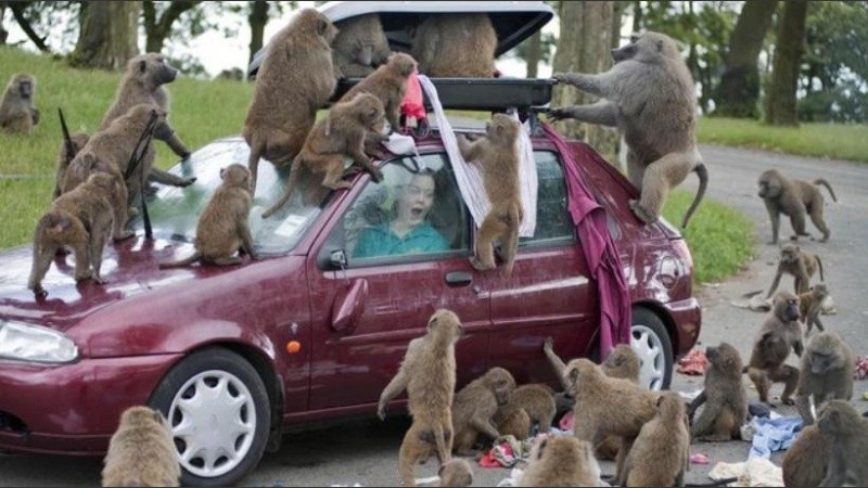 El área protegida de 220 hectáreas volvió a abrir sus puertas en pasado 15 de junio.