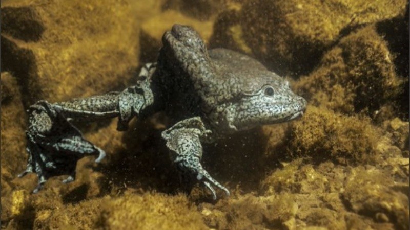 La principal amenaza de esta especie es su sobreexplotación con fines culinarios.