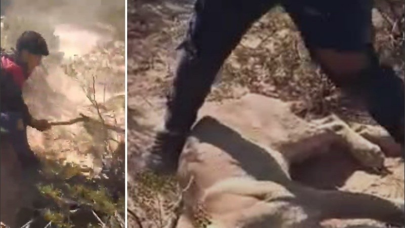 El hombre tumba al puma con un palo. 