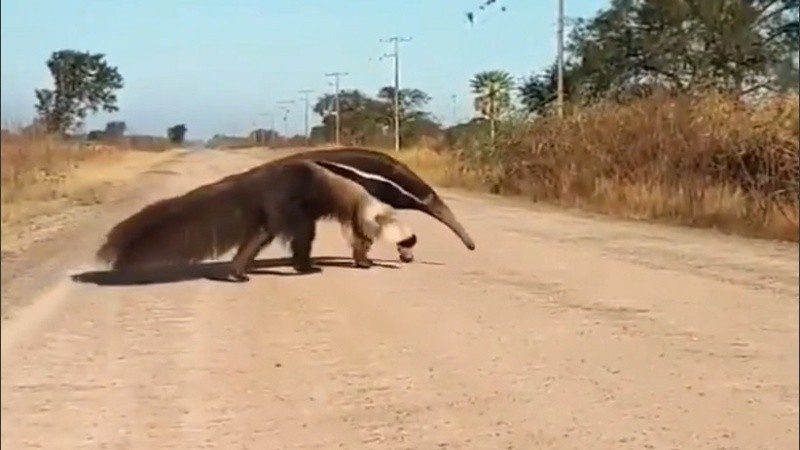 El oso melero grabado en el norte provincial. 