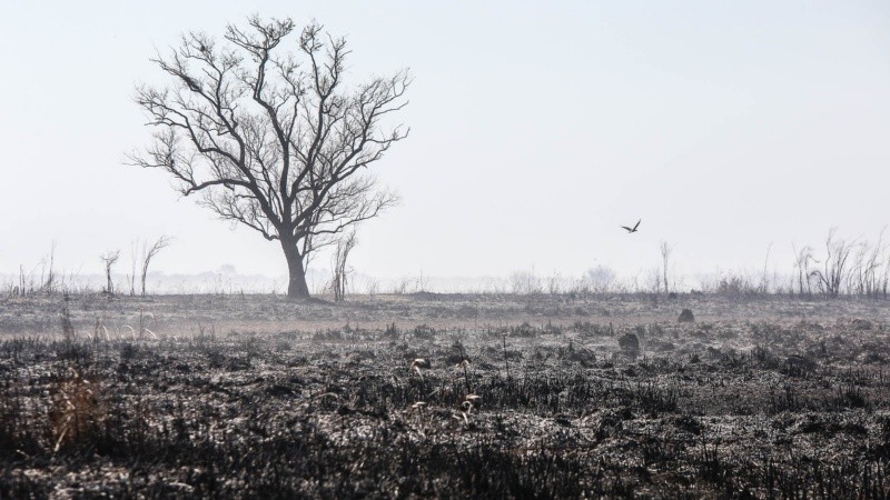 El fuego arrasó con todo a su paso en este sector de isla. 