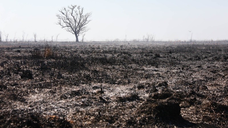 Desolador. Así se encuentra parte de la isla frente a Rosario.