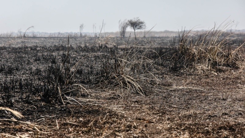 La bajante y las quemas parecen haber cambiado el interés en el delta.