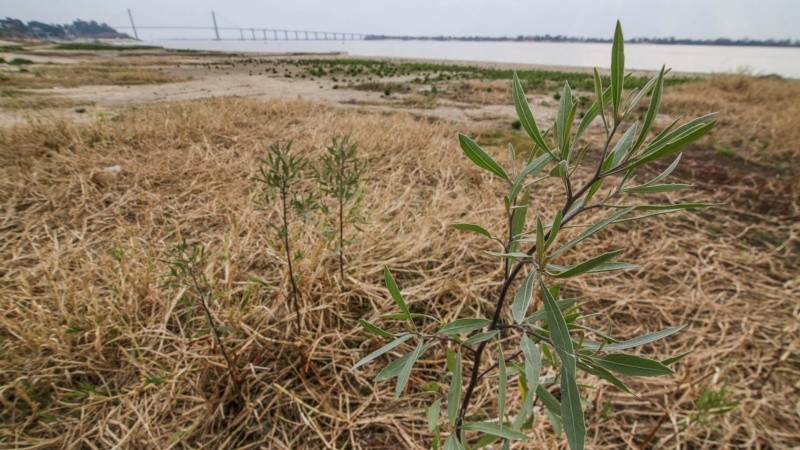 Así se encuentra la rambla Catalunya debido a la bajante del río Paraná. La altura de este miércoles era de 0.61 metros. 