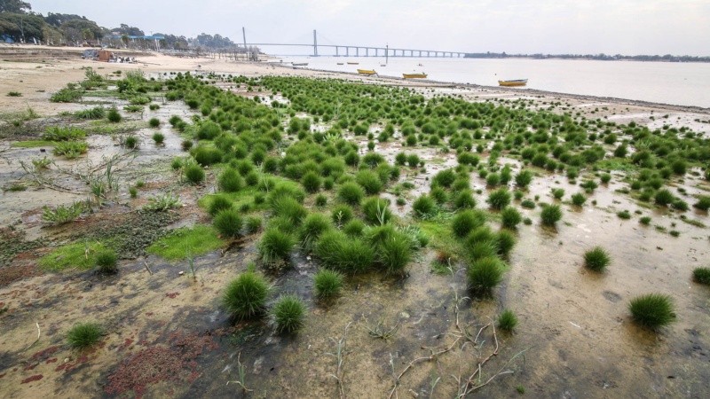 Así se encuentra la rambla Catalunya debido a la bajante del río Paraná. La altura de este miércoles era de 0.61 metros. 