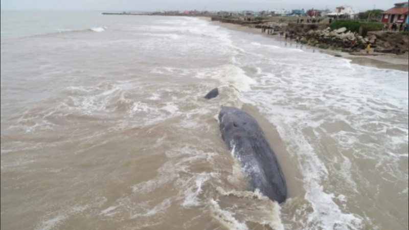 La ballena quedó varada en el límite con Camet Norte, a escasos kilómetros de Mar del Plata.