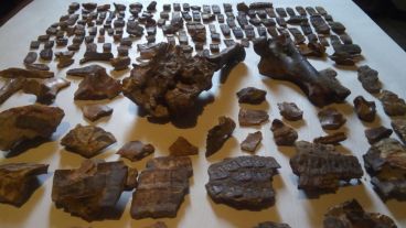 Los restos fósiles hallados.