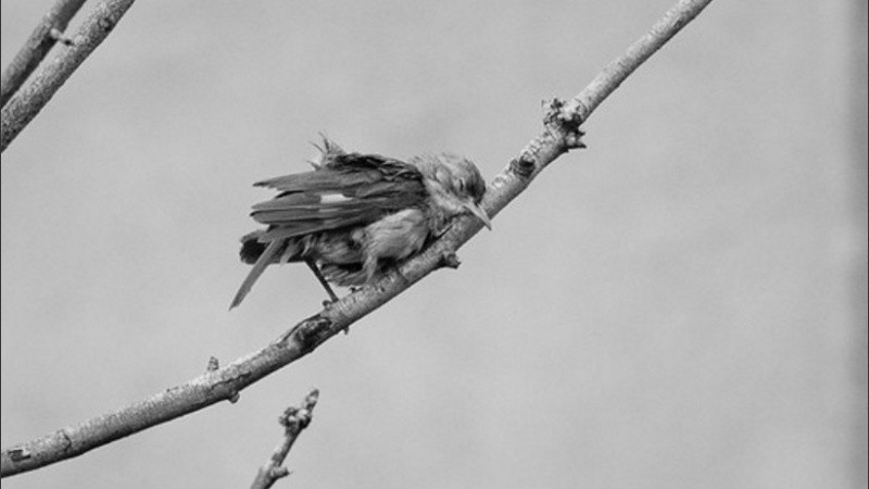 Una de las fotografía que integran la muestra 