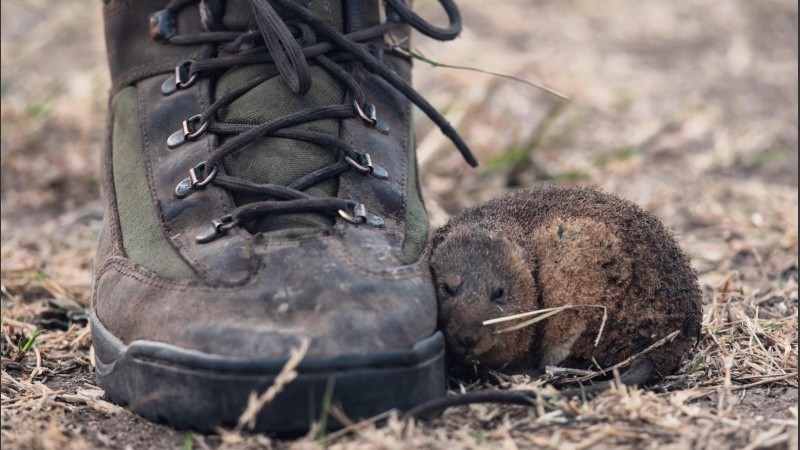 La conmovedora foto del ratoncito, chamuscado y asustado, buscando refugio del fuego en una bota. 