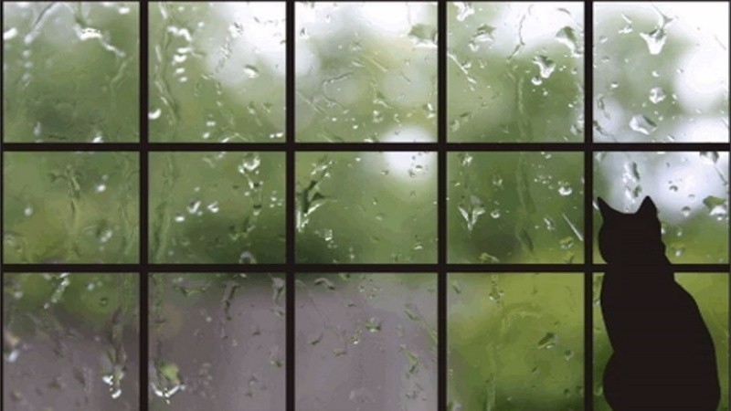 A mirar la lluvia por la ventana. 