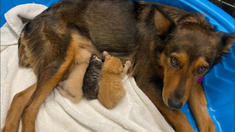 La perrita se comporta como toda una mamá con los gatitos.