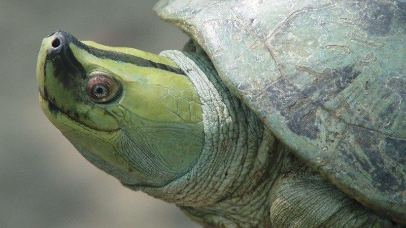 La batagur trivittata, o tortuga de techo birmana.