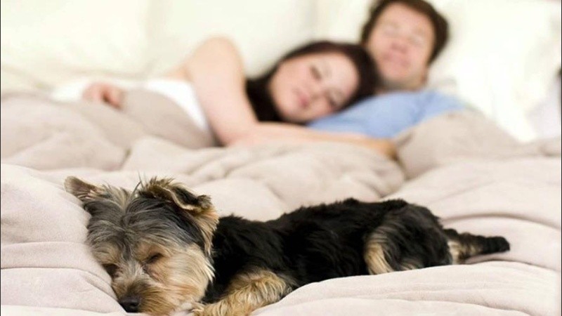Dormir con tu perro, mejora el bienestar de tu vida