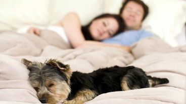 Dormir con tu perro, mejora el bienestar de tu vida