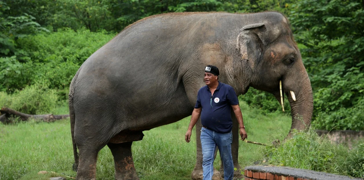 Kavaan, el elefante más triste del mundo