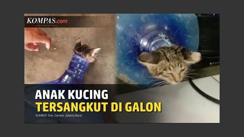 Se desconoce cómo el animal terminó atrapado