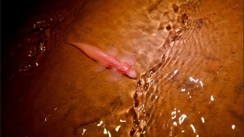 Los científicos dijeron que se sabe poco sobre la especie.