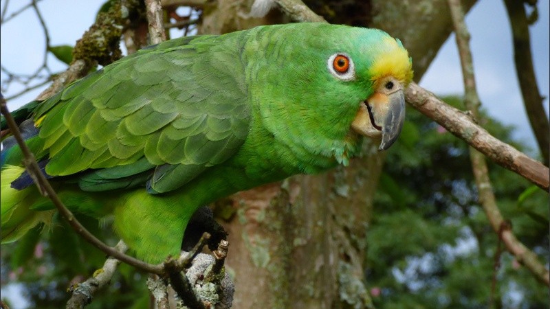 El repertorio del ave incluye temas de varias artistas famosas.